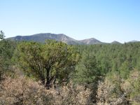 Gila Forest